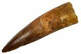 Fossil Spinosaurus Tooth - Real Dinosaur Tooth #324848-1